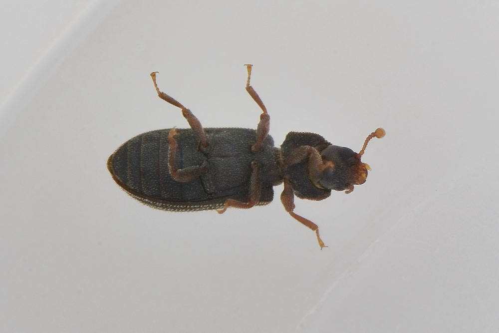 Synchita humeralis - Zopheridae, Colidiinae